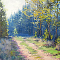 Sunny Corner Pine Forest