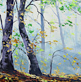 Forest Sunrays